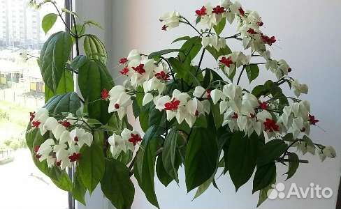 Клеродендрум томпсон