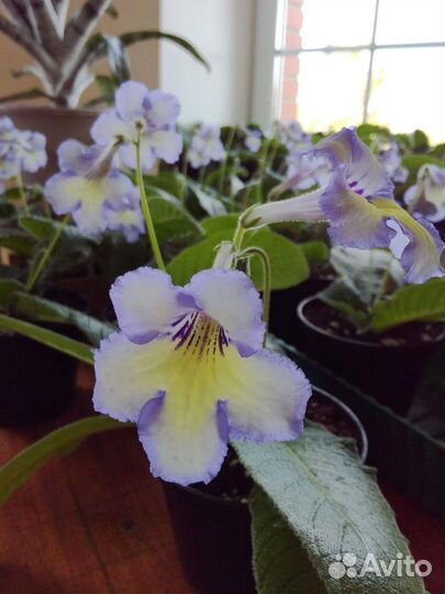 Стрептокарпусы. Комнатные цветы
