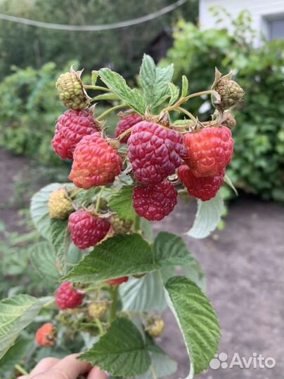 Саженцы плодовых и ягодных культур