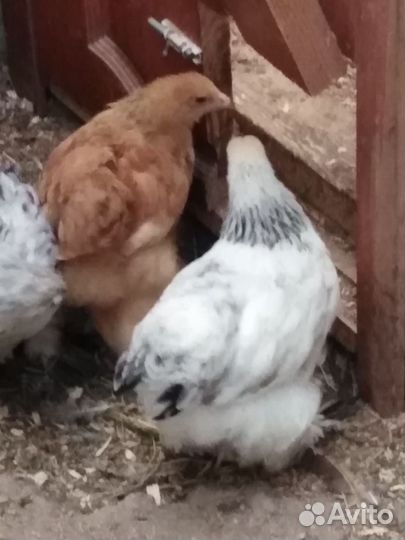 Петухи 