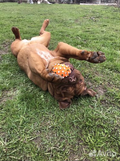 Передержка Домашних Животных