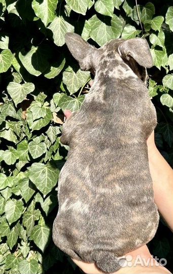 Щенки французского бульдога Голубые