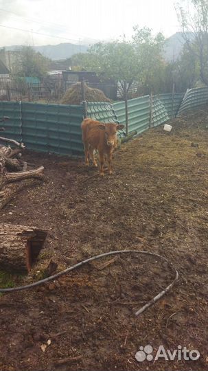 Телята бычки