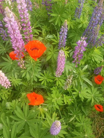 Участок 8 сот. (СНТ, ДНП)