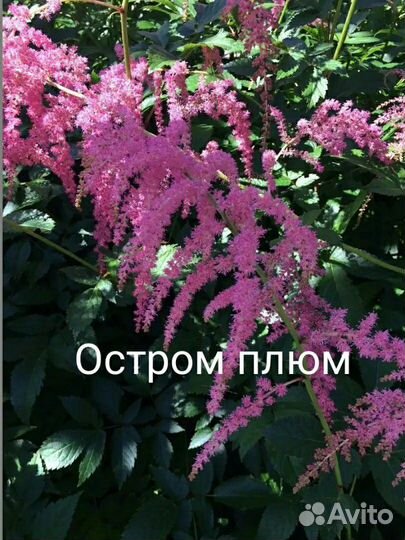 Астильбы сортовые, Многолетники, садовые цветы