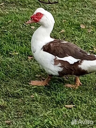 Продам селезней индоутки