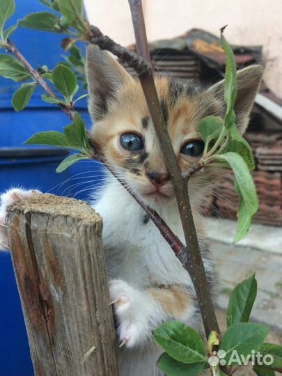 Котёнок девочка