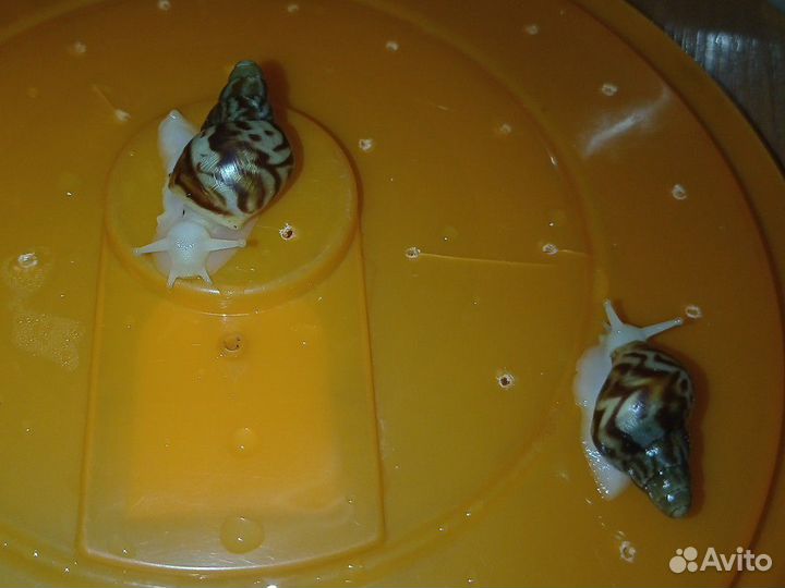 Улитки Ахатины бесплатно