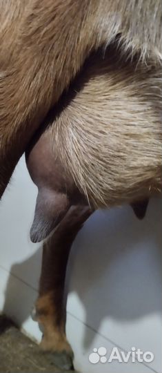 Козы нубийские дойные котные