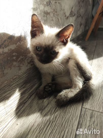Сиамский котёнок девочка