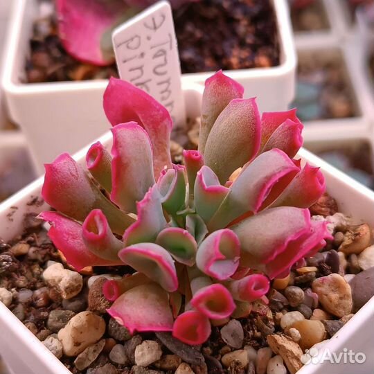 Суккуленты