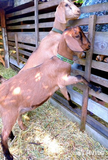 Козлята Нубо-Камори