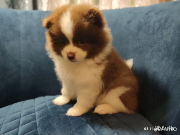 Щенки шпица