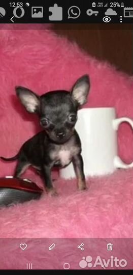 Мини той-терьер