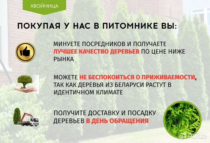 Туи Ростовка большая 3,5 м