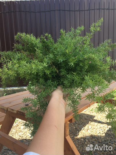 Аспагантус,Калина Бульденеж