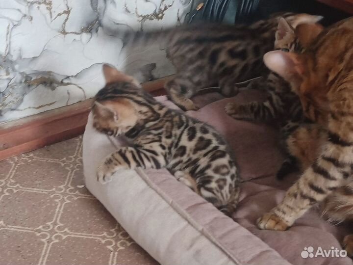 Бенгальские котята