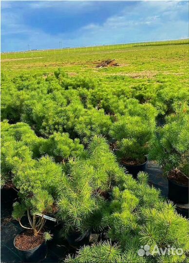 Горная сосна оптом С10 /Доставка