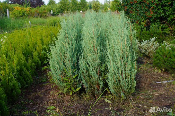 Можжевельник скальный Блю Эрроу