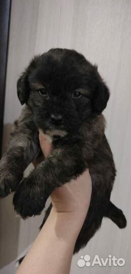 Пудель & Шпиц