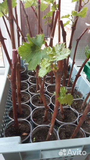 Саженцы винограда