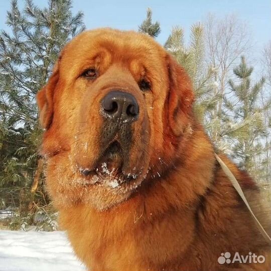 Вязка Тибет