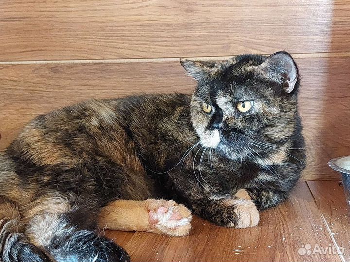 Британская кошка