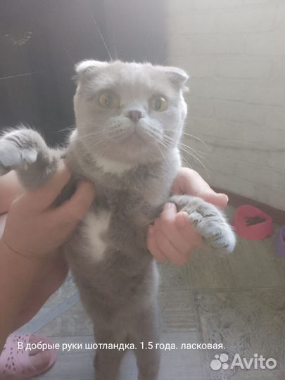 Шотландская кошечка