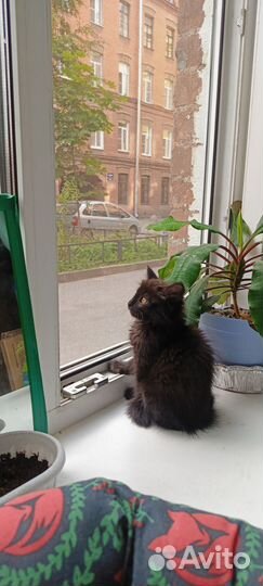 Черный котенок