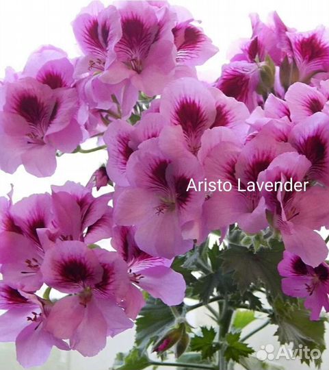 Королевская пеларгония