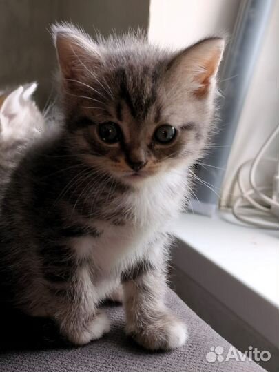 Милые котята