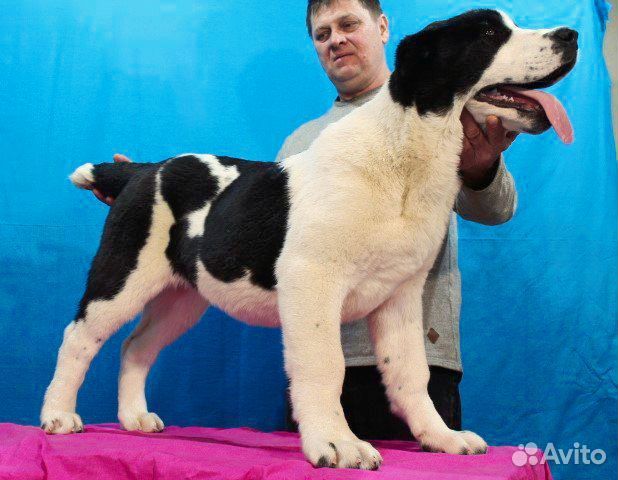 Отличный крупный алабай