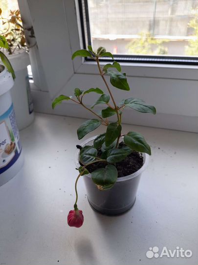 Комнатные цветы фуксия