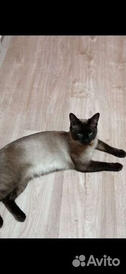 Продам котят, 1 мес, тайские, 3 кота, 4 девочки