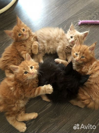 Котята мейкун
