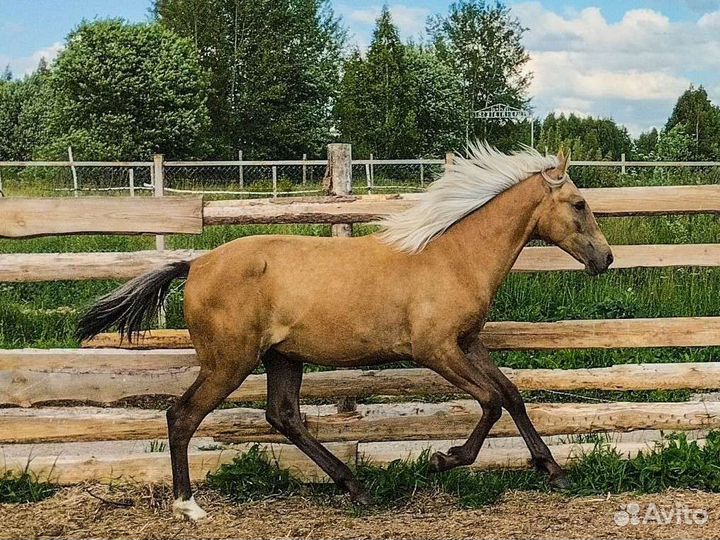 Кобыла Золотисто тёмная Соловая Лошадь