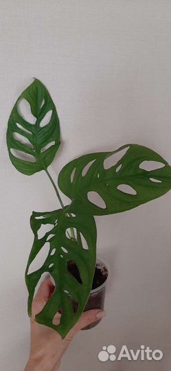 Монстера Манки Маск