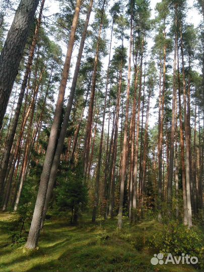 Шишки ели и сосны для самовара,творчества и декора