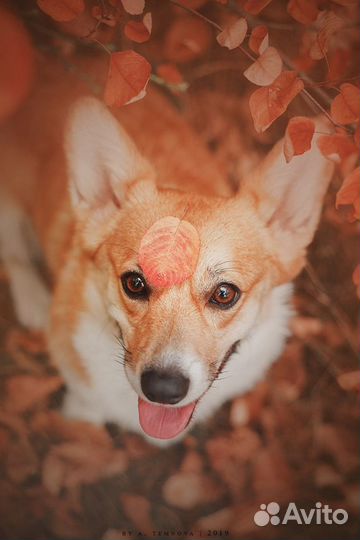 Дрессировка собак