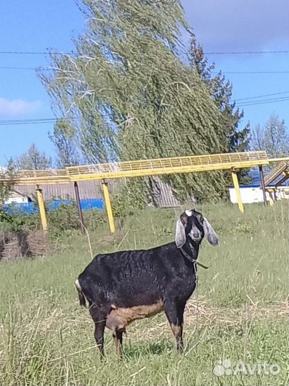 Англо нубийские козочки