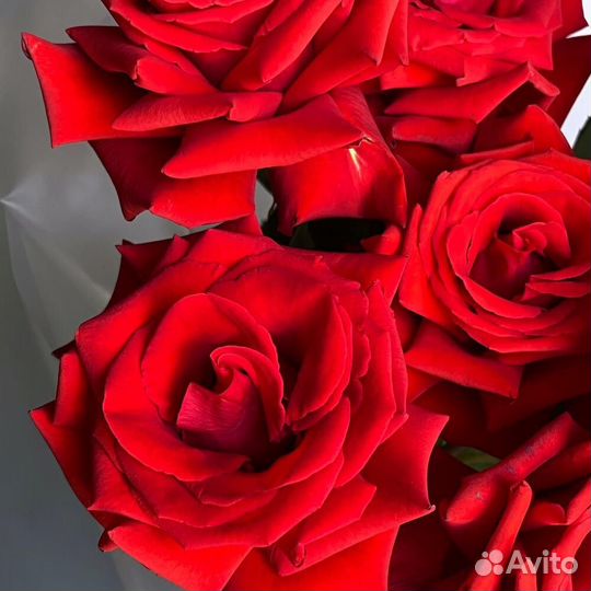 Роза красная WOW