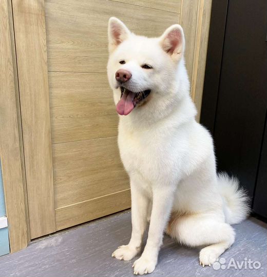 Стрижка собак, груминг