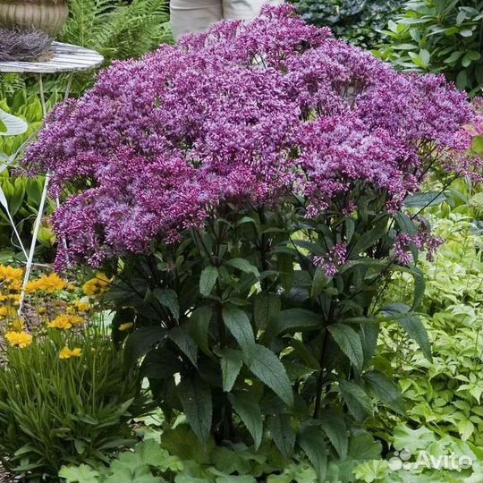 Саженцы садовых растений