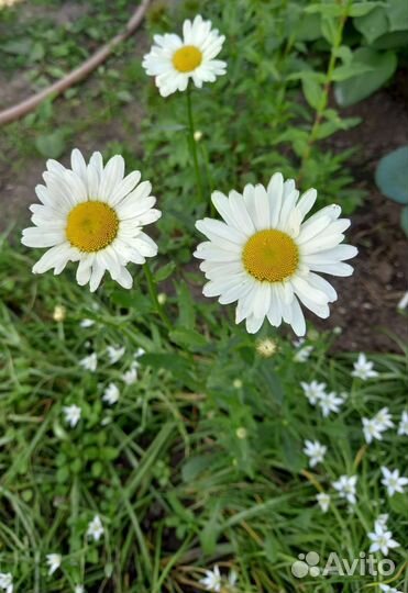 Неприхотливые садовые многолетники