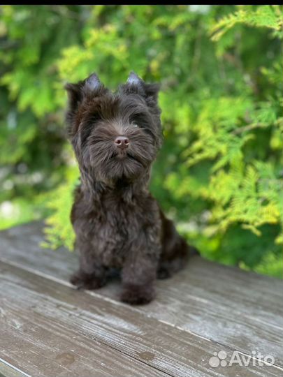 Шоколадный Йорк девочка