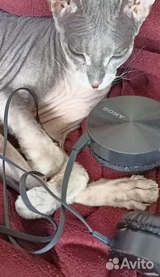 Проводные наушники Sony 450