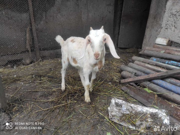 Нубийские козочка