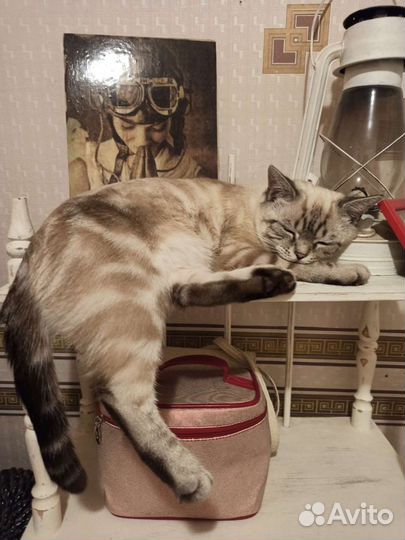 Коты для вязки