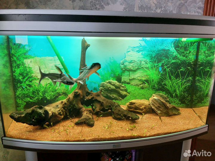 Аквариум aquatlantis. Фильтр eheim professional