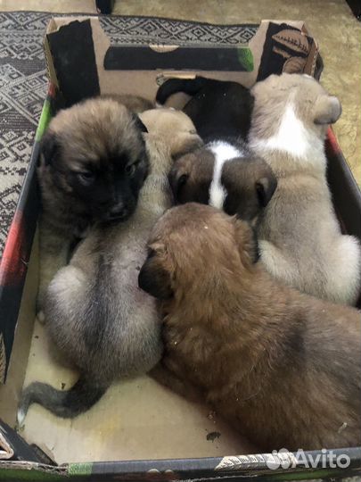 Щенки